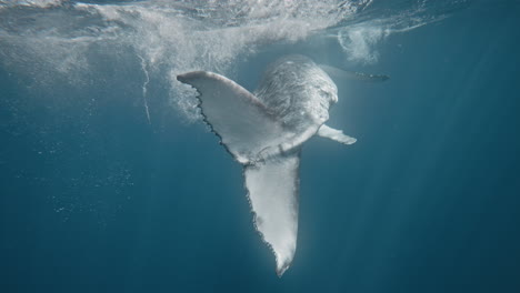vista detrás de la suerte de la ballena jorobada golpeando el agua causando que las burbujas se levanten en cámara lenta