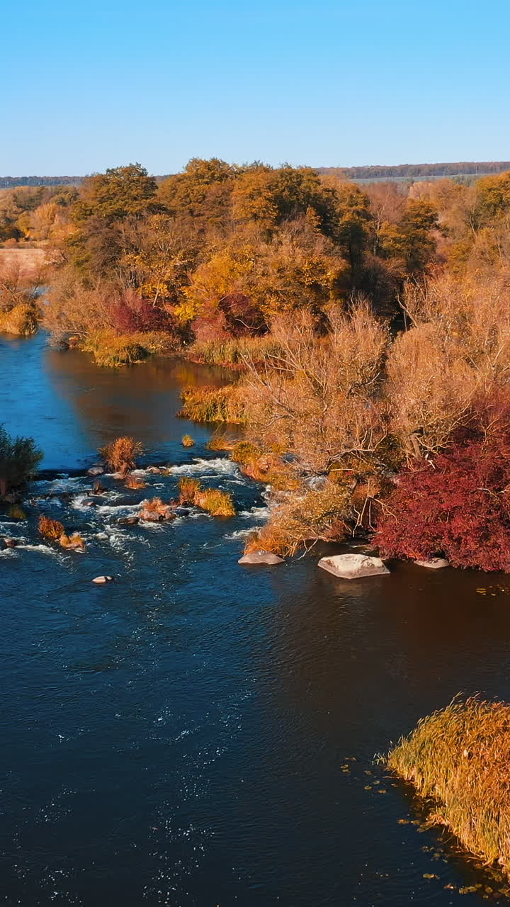 The river rapids in the forest among the orange and yellow lush vegetation. The reflection of blue sky in the water. Aerial view of autumn forest early in the morning. Vertical video