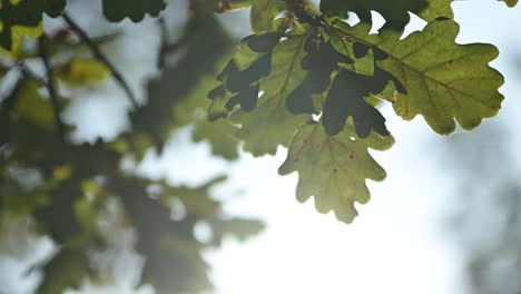 close-up of oak leaves in sunlight