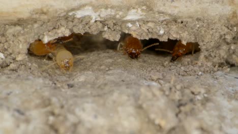 Una-Termita-Rebotando-Su-Cabeza-En-Cámara-Lenta-Fuera-De-Una-Colonia-En-Las-Paredes-De-Un-Garaje-En-Una-Toma-Casera-En-Una-Lente-Super-Macro-Casi-Estilo-Geográfico-Nacional