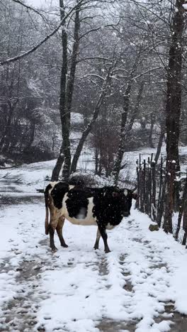 black cow grazing in forest in snow winter season in iran animal background beautiful brown cattle fur green mammal nature outdoor snowfall wild wilderness bison buffalo bull cold field horn wildlife