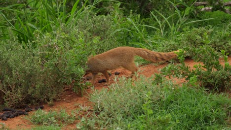 yellow mongoose standing alone on dirt mound in safari, walks down and stares at camera, portrait