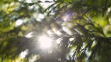 a shallow focus close-up view of a cedar tree with the sun flaring through it's cones