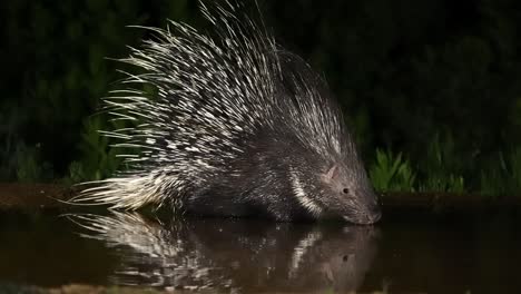 An Indian crested porcupine (Hystrix indica) is drinking water at night, and its reflection appears in the spring .