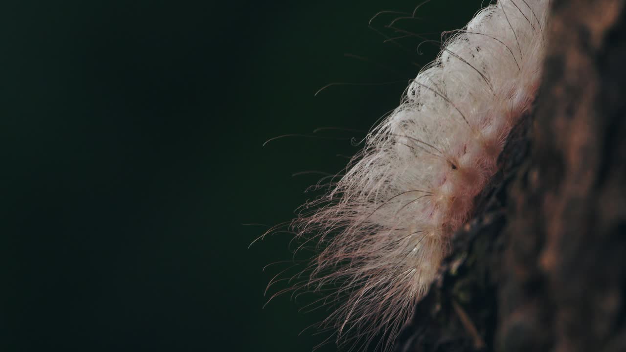 On Amazon tree bark in Peru, a white moth caterpillar creeps in crisp, extreme close detail.