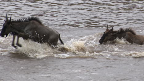 blue wildebeest crossing the mara river, serengeti n