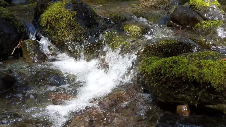 Acqua che scorre sulle rocce coperte di muschio nella Foresta Nazionale Olimpica.