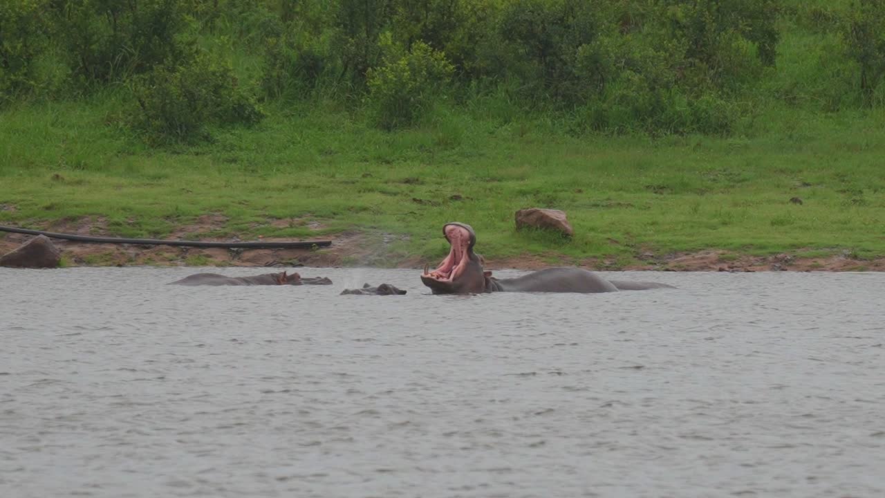 varios hipopótamos masivos consecutivos bostezan en el agua, en cámara lenta, en plano ancho