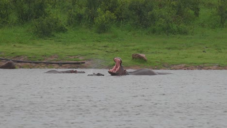 Múltiples-Y-Masivos-Bostezos-Consecutivos-De-Hipopótamos-En-El-Agua,-Cámara-Lenta,-Toma-Amplia