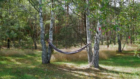 empty hammock hanging and tied on the tree trunks at the forest in a rural village in poland - static shot