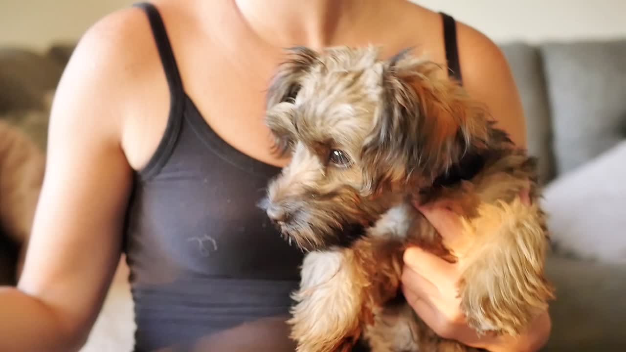 una mujer jugando con un cachorrito marrón desaliñado en cámara lenta