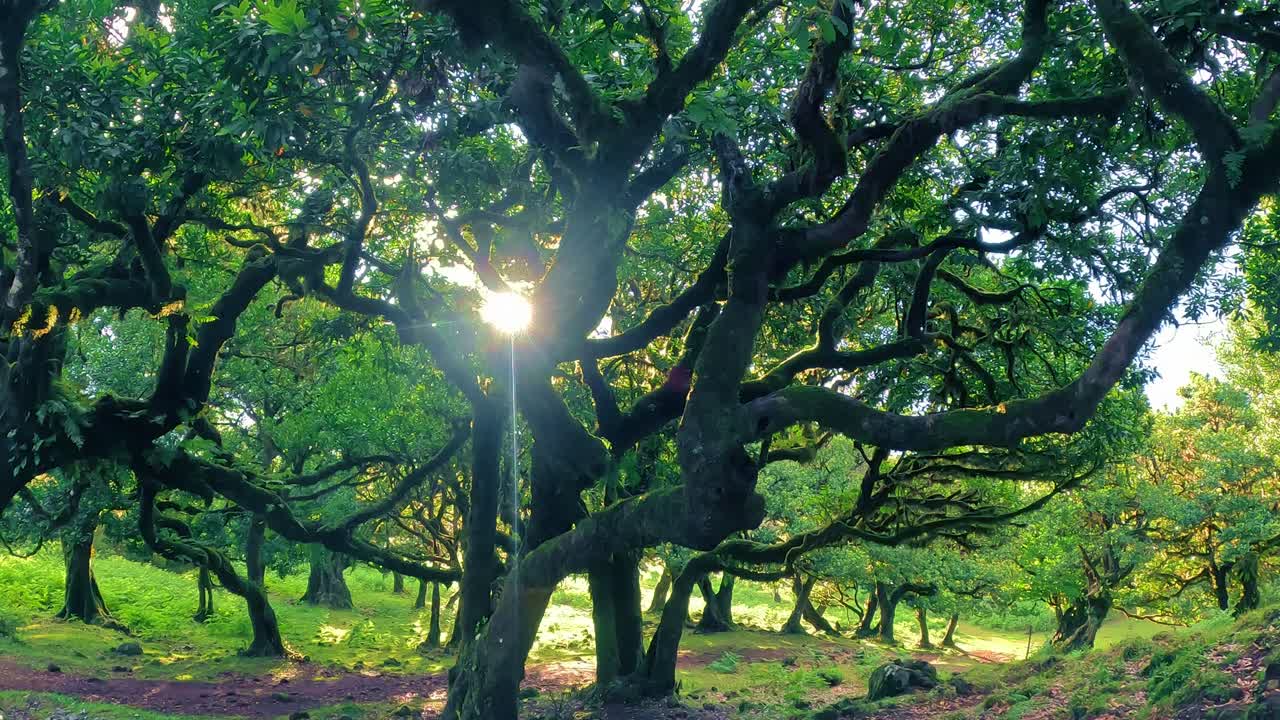 Sonnenlicht bricht durch uralte Lorbeerbäume im Fanal Forest, Madeira, Portugal. Friedliche, grüne Waldatmosphäre mit gewundenen Ästen und einem filmreifen, natürlichen Glanz