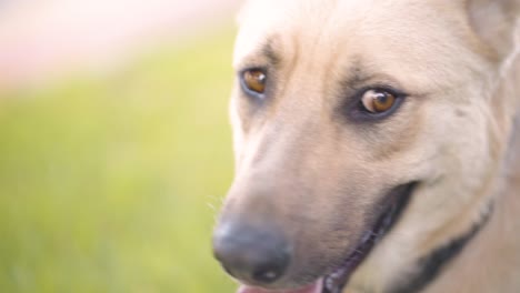 close up of a dog in the park