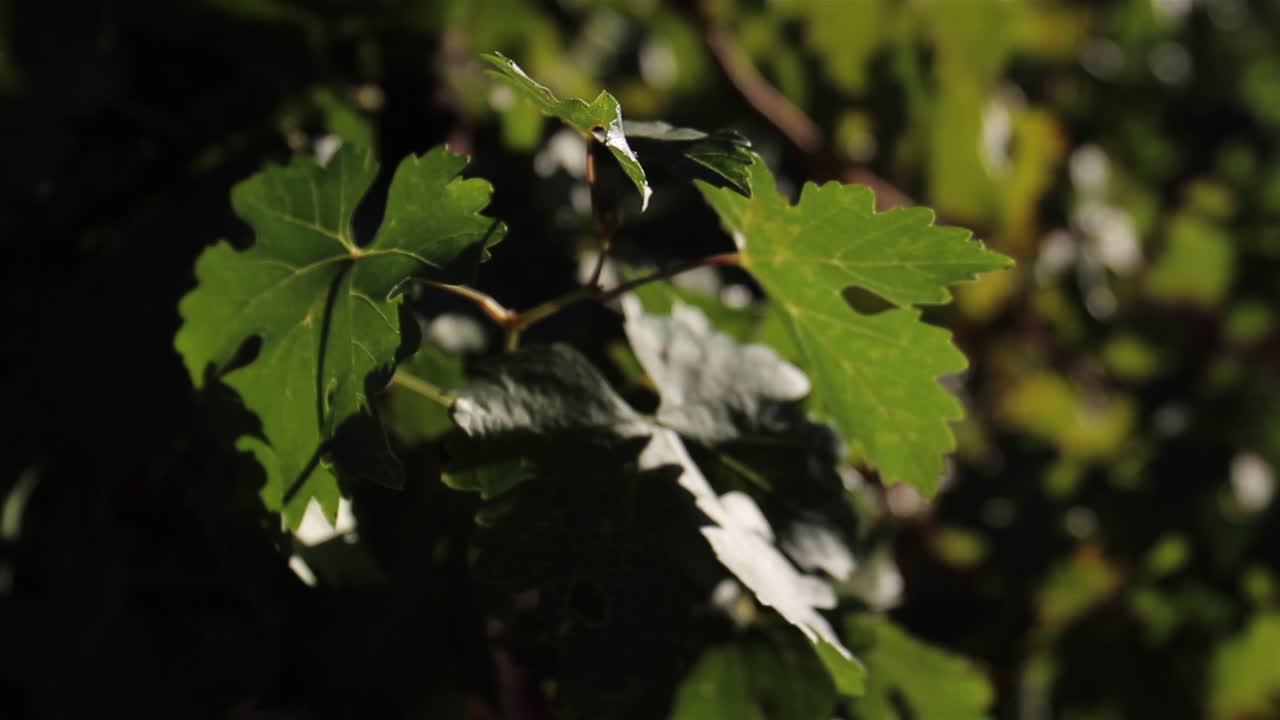 초록색 잎의 클로즈업
