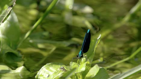 a damselfly on top of the leaf 4k fs700 odyssey 7q