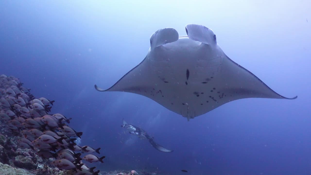 manta gigante alfredi nadando en el océano tropical vista de primer plano de ángulo bajo