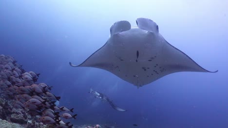 Giant-manta-alfredi-swimming-in-tropical-ocean-low-angle-close-up-view