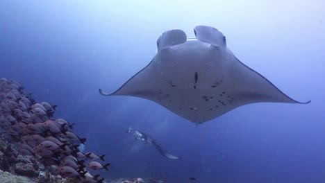 giant manta alfredi swimming in tropical ocean low angle close up view