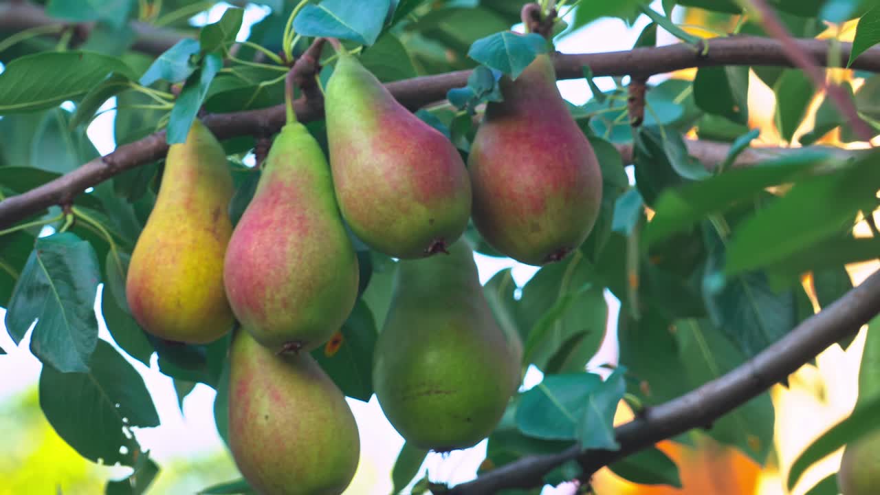 Pears grow on a tree branch in a garden during late summer