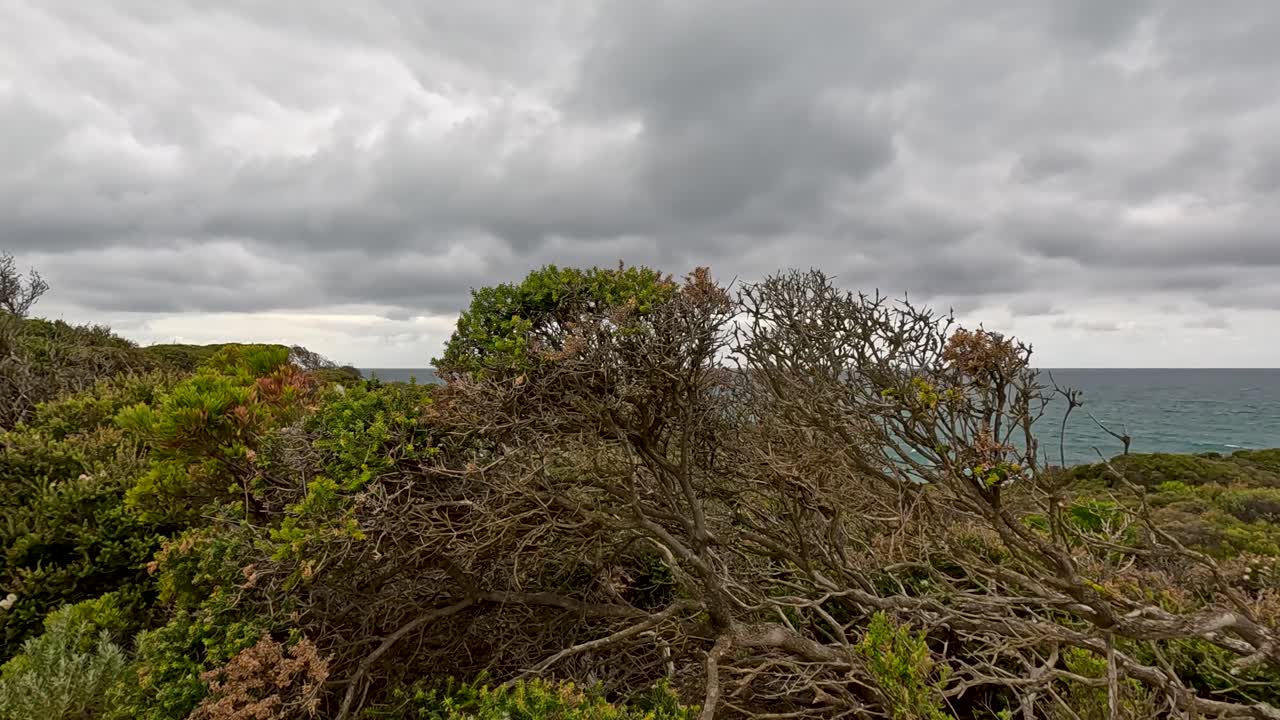 Wide panning shot reveals windswept coastal shrubland, tea tree bushes, and distant ocean cliffs under dramatic cloudy skies along the Great Ocean Road