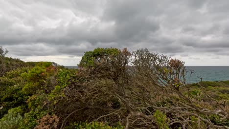 wide panning shot reveals windswept coastal shrubland, tea tree bushes, and distant ocean cliffs under dramatic cloudy skies along the great ocean road