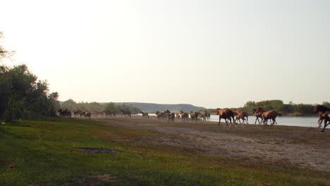 El-Espíritu-Indómito-De-Los-Caballos-Salvajes,-Ganado-Domesticado,-Que-Deambulan-Libremente-En-El-Calor-Del-Verano