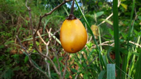 close up static shot of yellow eggplant in nature