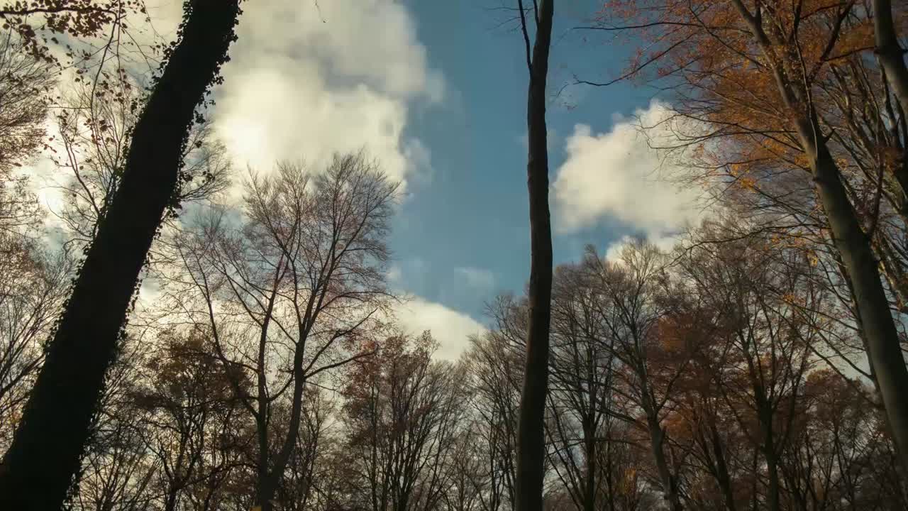 timelapse cinematográfico de la azotea de un bosque con hojas susurrando en el viento