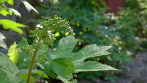 Green-budding-flower-sways-gently-in-slow-motion-breeze-close-up