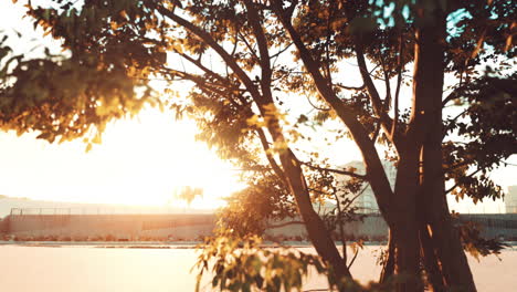 the warm morning sun dramatically casting intense rays through a large tree