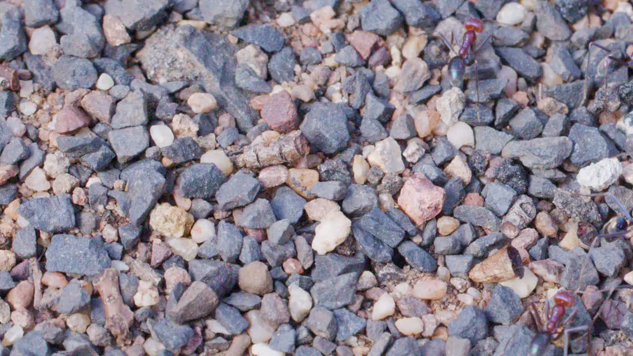 Bull ants actively move among pebbles and rocks near their nest entrance in natural daylight