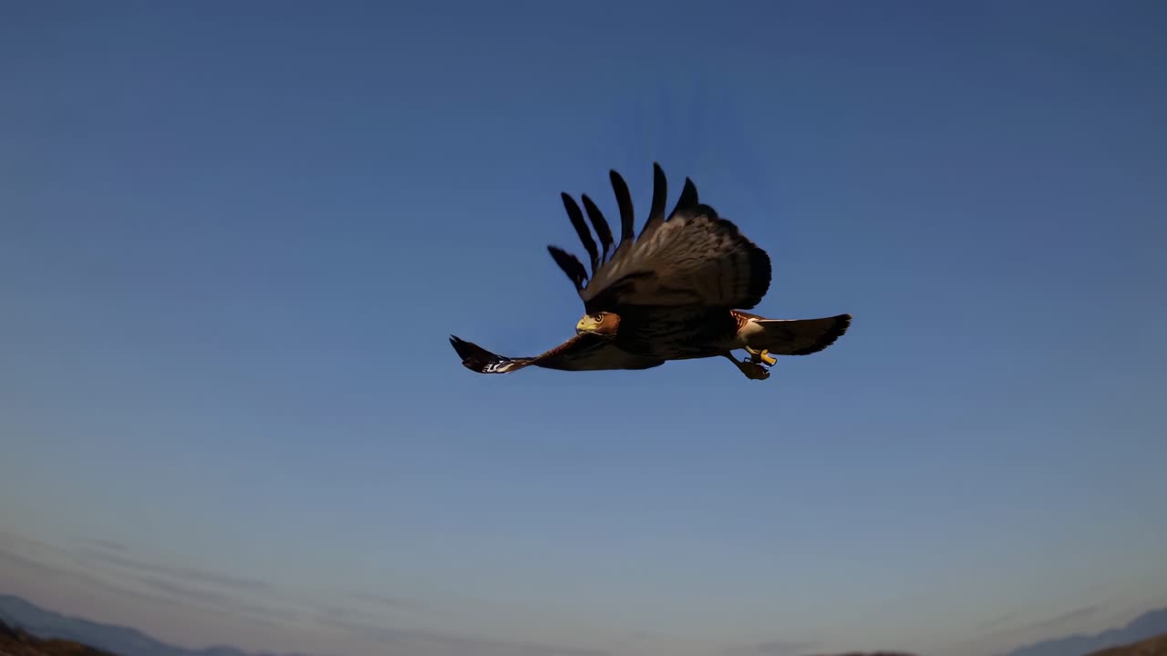 Un falco in volo, catturato a mezz'aria contro un cielo azzurro e limpido, visto da un angolo basso.
