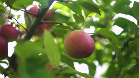 An-apple-tree-on-a-branch,-with-the-leaves-blowing-in-the-wind-and-a-lens-flare-from-the-sun-being-cast