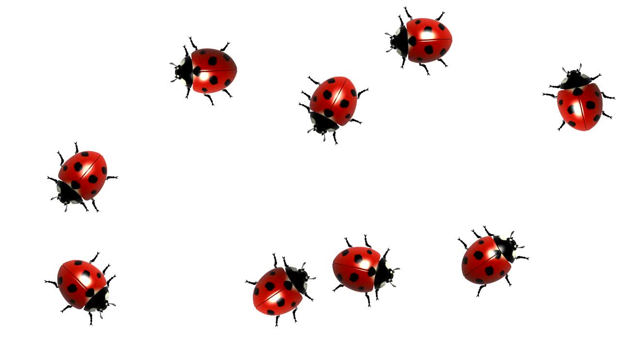Essaim de coccinelles, animé en images de synthèse sur fond blanc, boucle sans raccord