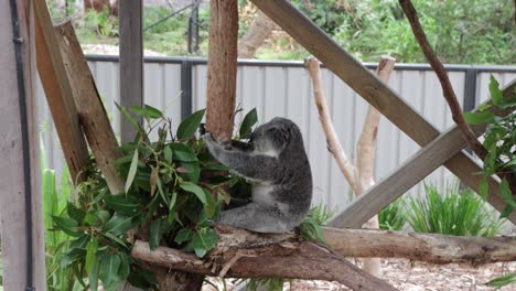 koala holding on to his eucalyptus tree