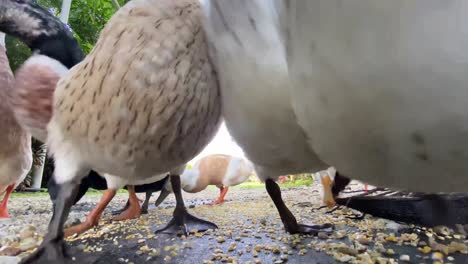 Grupo-De-Patos-Comiendo-Maíz,-Animales