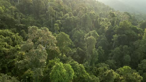Aerial-tilt-up-shot-of-lush-jungle-rainforest-at-sunrise-in-Koh-Chang,-Thailand