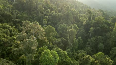 Toma-Aérea-Inclinada-Hacia-Arriba-De-La-Exuberante-Selva-Tropical-Al-Amanecer-En-Koh-Chang,-Tailandia