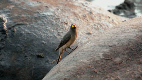 slow-motion-of-yellow-billed-oxpecker-taking-off-from-hippo's-back,-close-up