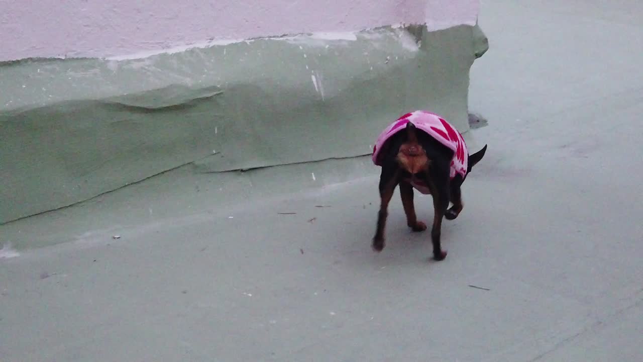 미니 핀처 나이 든 개 이 겨울 귀여운 옷과 함께 느린 동작으로 걸어