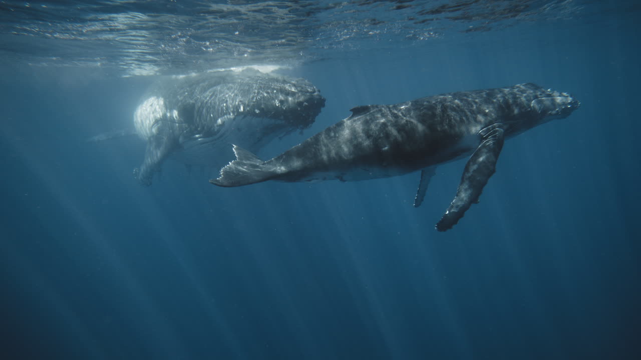 Humpback whale family, mother watches over calf playing in deep blue with rays of light streaming down