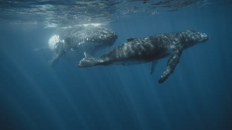 Familia-De-Ballenas-Jorobadas,-La-Madre-Vigila-A-Su-Cría-Jugando-En-Azul-Profundo-Con-Rayos-De-Luz-Cayendo