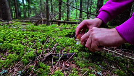mushroom picking in the local forest in latvia - close up