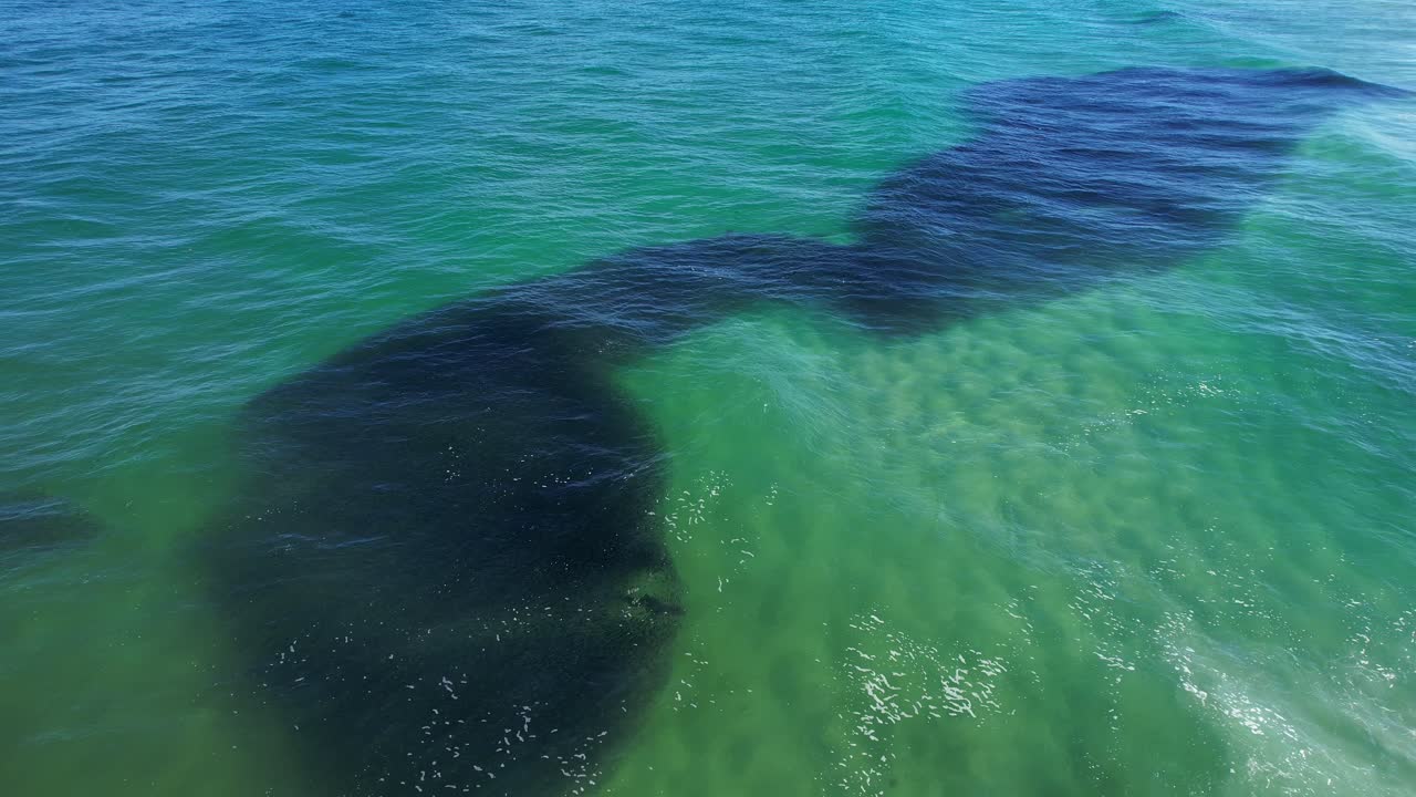 Corsa delle sardine - frenesia alimentare al largo di Brunswick Beach, Northern Rivers, NSW, Australia - ripresa da drone