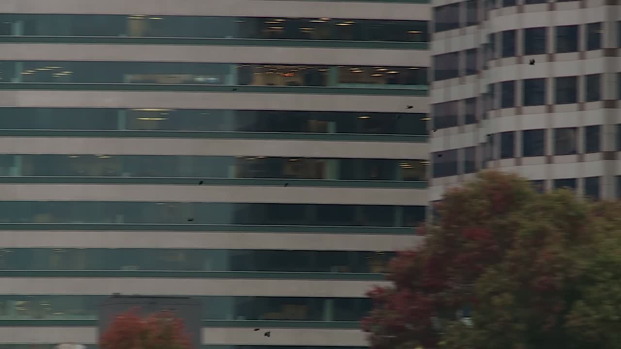 varios cuervos volando por el centro de portland, oregon