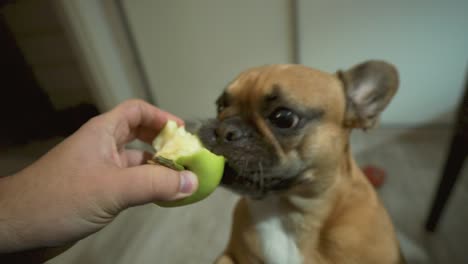 El-Dueño-De-La-Mascota-Alimenta-Al-Bulldog-Francés-Con-Manzana-Verde-Fresca