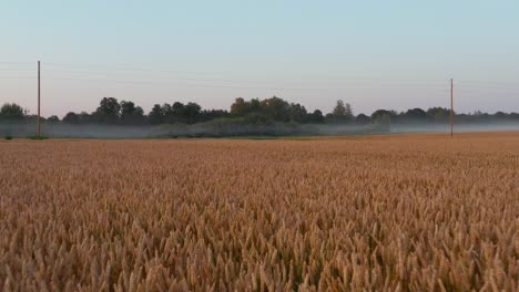 Aerial-shot,-flying-over-ripe-orange-wheat-field