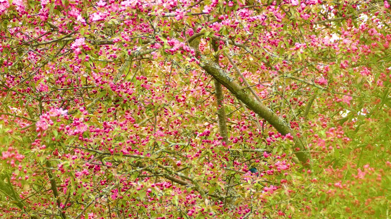 Indigo Bunting singing on a tree branch, bright blue feathers against a green leafy backdrop