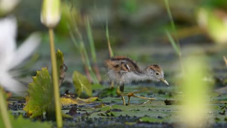 beautiful chicks of jacana feeding in water lily pond in morning