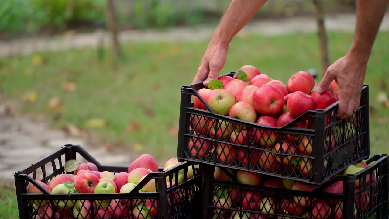 Ripe apples in drawers. Fresh organic fruits in the garden during harvest season. Man farmer takes up a box with red apples in the garden.